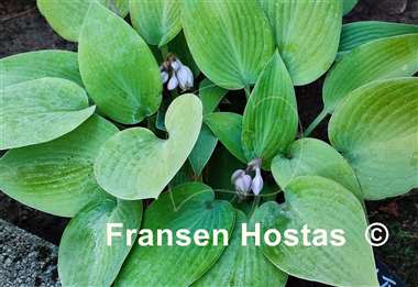 Hosta Early Times